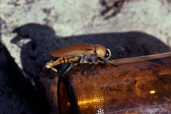 [beetle-sex-02%255B2%255D.jpg]