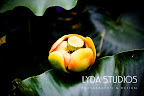 Lily Pad