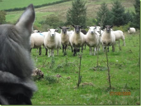 sheeple.wolf run jpg