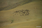 Herd of cattle