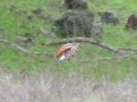 DSC_0352.jpg