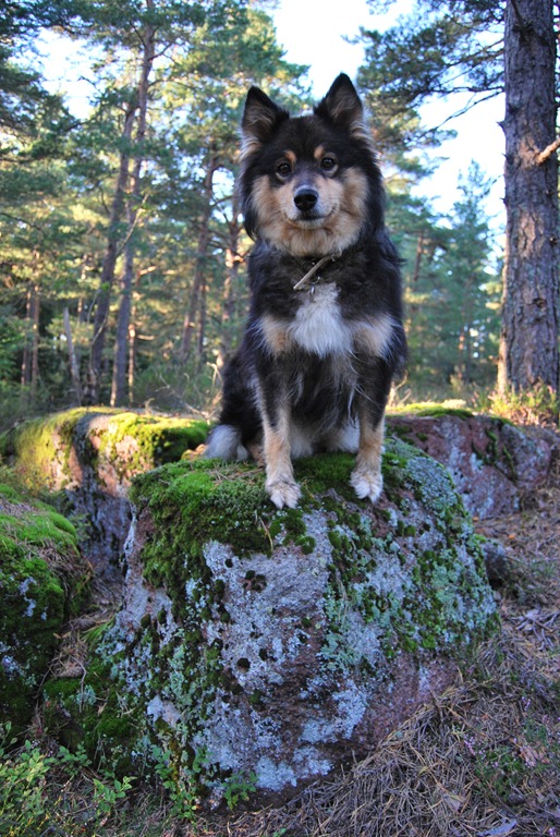 [Tur%2520i%2520skogen%2520sept%252011%2520093%255B7%255D.jpg]