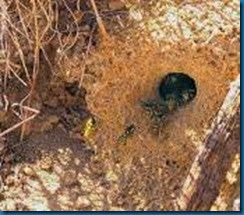 yellow jackets nest yellow jackets nest