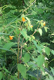 2011-08-17 11.39.21.jpg