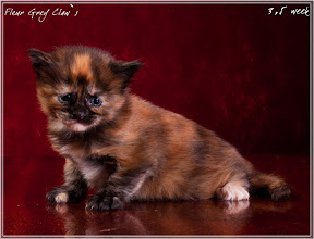 Фото котенка мейн-кун Fleur возраст 3,5 недели