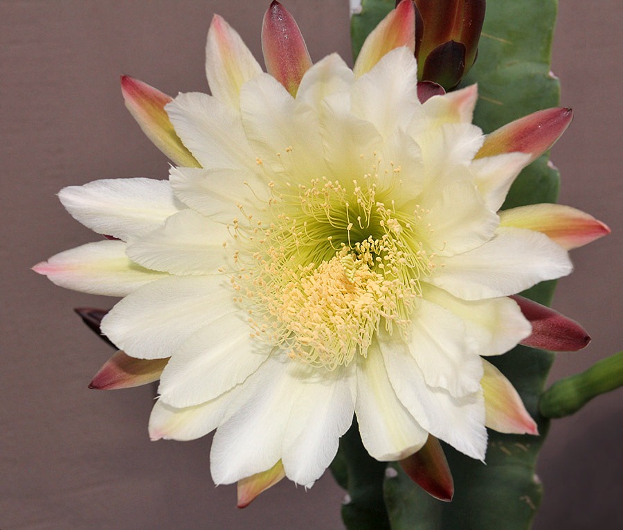 [110815_Cereus-hildmannianus-812pm%255B3%255D.jpg]