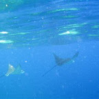l062.jpg
