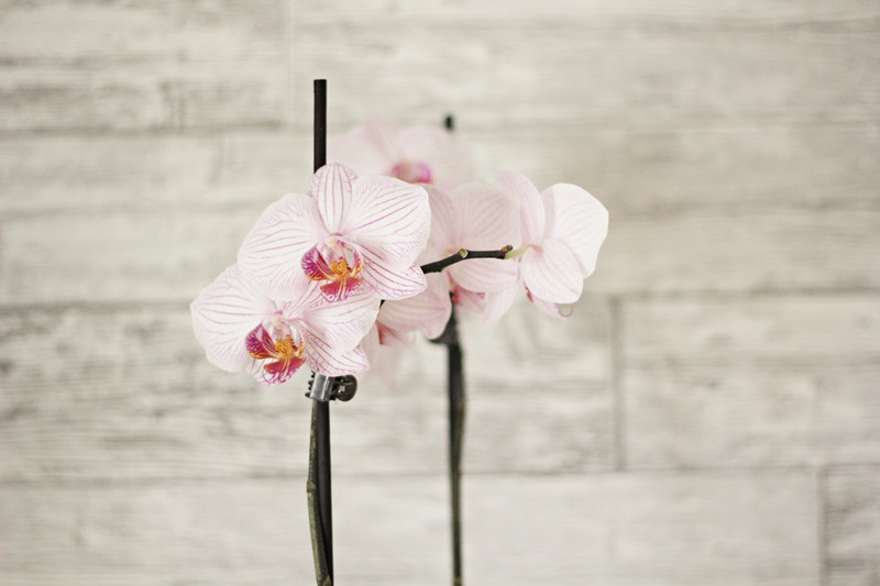 orkide1