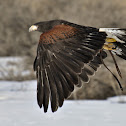 Harris's Hawk