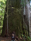 california_sequoia
