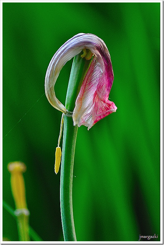 DSC_2223 DSC_2223