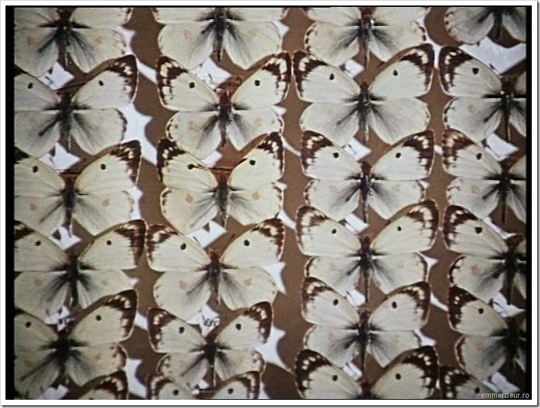 jan svankmajer historia naturae emmerdeur_110 jan svankmajer historia naturae emmerdeur_110