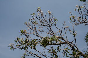 Flower spread on Sky