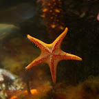 FK-SeattleAquarium FK-SeattleAquarium