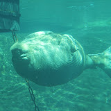 2011-06-02 Dolfinarium