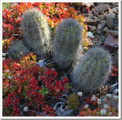 120414_RBG_echinopsis crassula