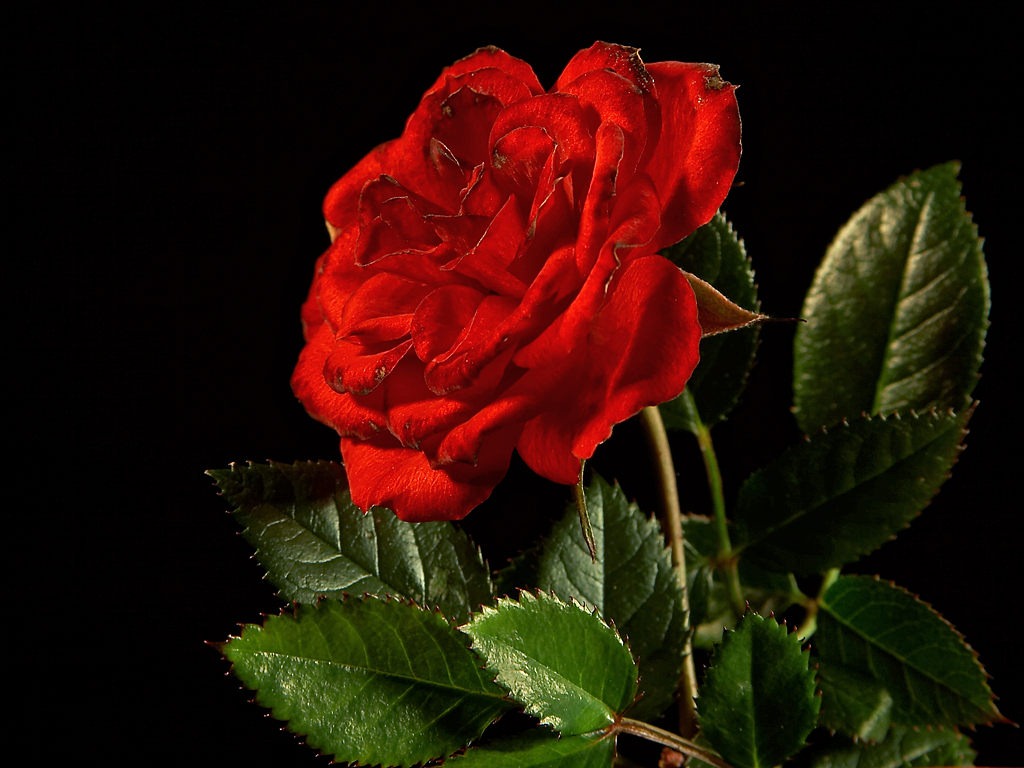 [red-rose-flower-wallpaper-6%255B8%255D.jpg]