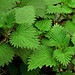 [nettles%2520by%2520me%2527nthedogs%2520Mark%2520Robinson%255B3%255D.jpg]