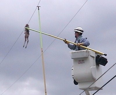 [venadocalas%255B4%255D.jpg]