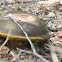Salmon gum mushroom