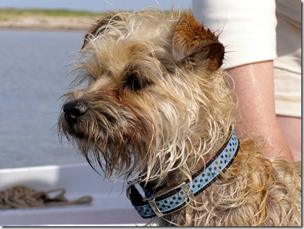 Chien marin 1