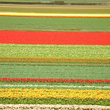 Keukenhof Gallery