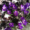 Crocus