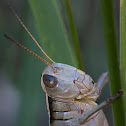 Two-striped Grasshopper (female)