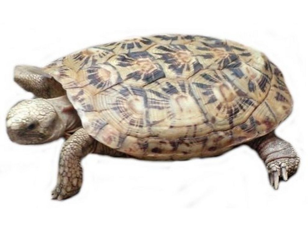 [turtle201188896%255B3%255D.jpg]