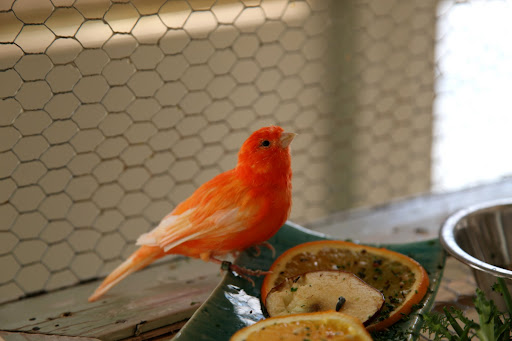 What they eat affects their pigmentation, so they are fed foods like carrots, oranges, and berries to keep them bright.
