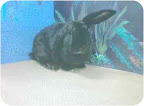 If you are set on getting a bunny this Easter, adopting from a shelter or rescue is by far the best choice. Rescues typically provide the support, education and guidance needed to assure a successful match. Jazmin is a a spayed adult female mini lop mix. She is house trained and would do best with in a patient quiet home. If you are set on getting a bunny this Easter, adopting from a shelter or rescue is by far the best choice. Rescues typically provide the support, education and guidance needed to assure a successful match. Jazmin is a a spayed adult female mini lop mix. She is house trained and would do best with in a patient quiet home.
