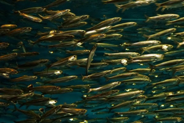 [20150313-DSC00308%255B4%255D.jpg]