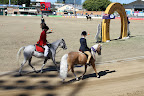 Winning horse, Royal Queensland Show 2010
