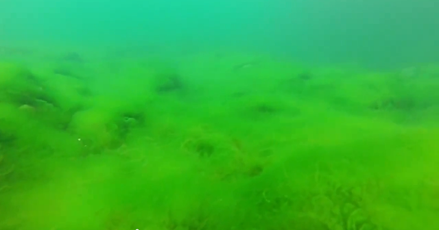 Invasive Spirogyra algae at the bottom of Lake Baikal, 16 January 2015. Photo: Igor Hanaeva / YouTube