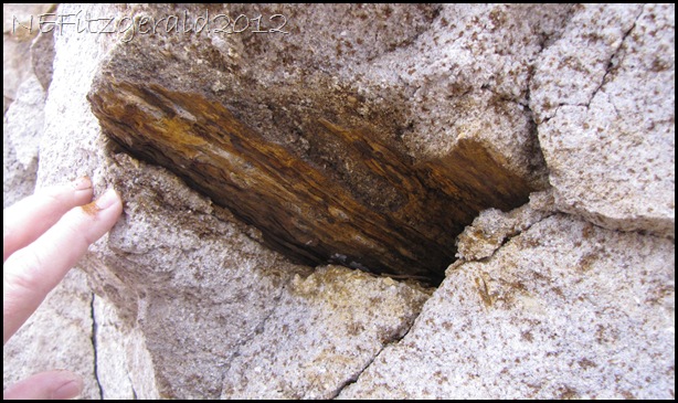 IMG_0977PetrifiedWoodFragmentIn Shinarump Conglomerate
