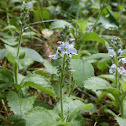 Common Speedwell