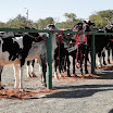 superleite2011_dia1507_03.JPG