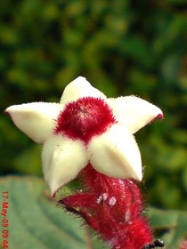 Ashanti Blood or Nusa Indah (Mussaenda erythrophylla) flower