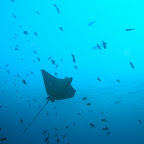 Spotted eagle ray