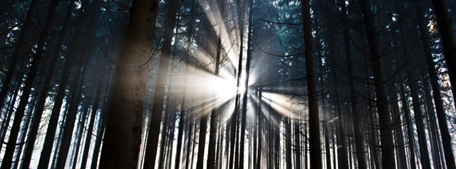 Germany's forests have become an attractive target for thieves as energy prices has increased. Photo: DPA