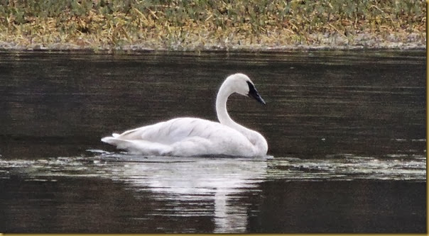 A trumpeter swan on the Yellowstone River near the Grand Canyon of the Yellowstone