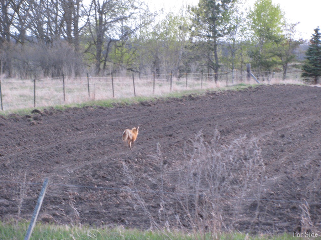[Fox%2520running%2520from%2520the%2520beef%2520cattle%255B9%255D.jpg]