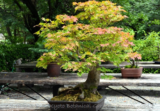 Glória Ishizaka -   Kyoto Botanical Garden 2012 - 55
