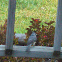 Tufted titmouse