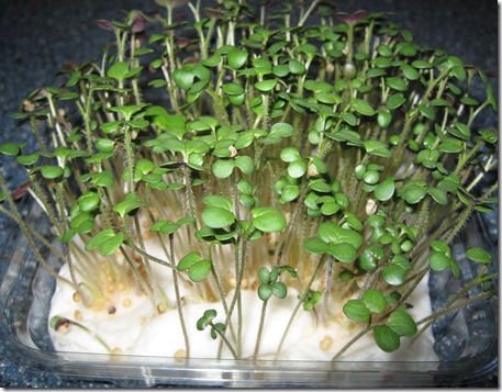 mustard-white-seed-growing-on-cotton-wool-in-clear-plastic-container-germinating-sprouting-after-9-days-being-cut-with-scissors-to-be-eaten-closeup-1-JR