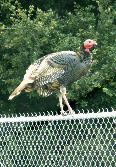 [Turkey-on-the-fence2.jpg]