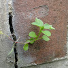 dsc01287.jpg