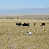 Tianshan - Troupeau de vaches