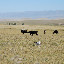 Tianshan - Troupeau de vaches