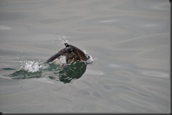 DSC_0019 DSC_0019